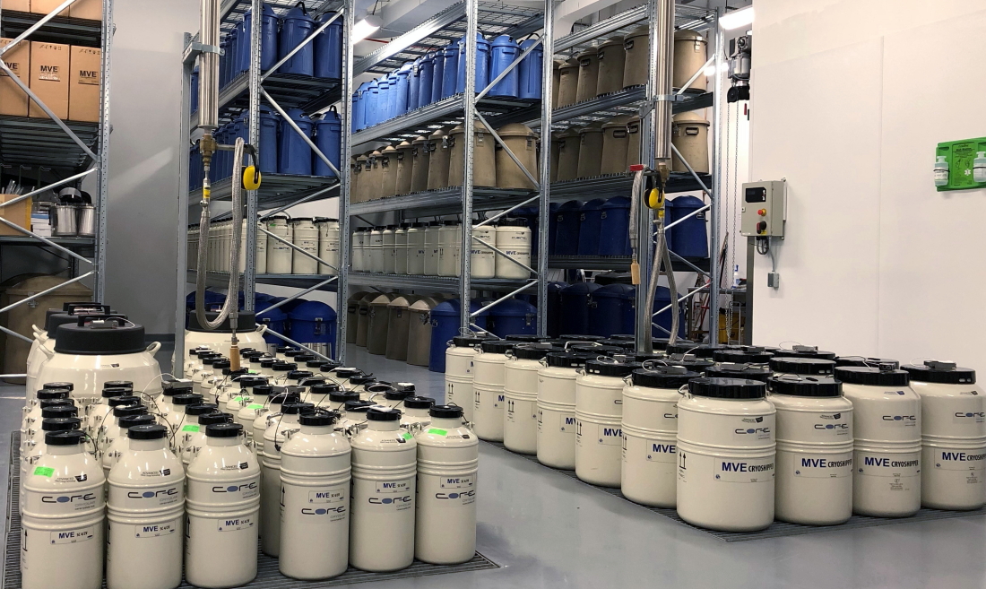 Multiple cryogenic storage tanks